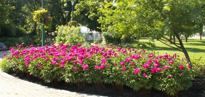 Visit the Transplant Manitoba Gift of Life Garden at Assiniboine Park